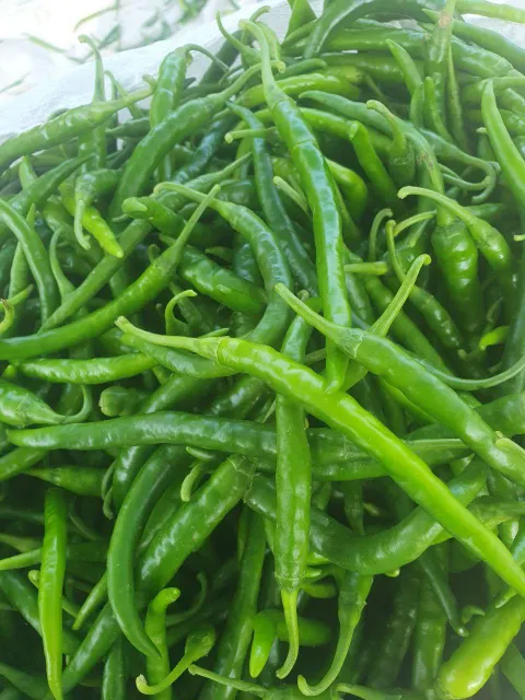 Green chilly - Image 2