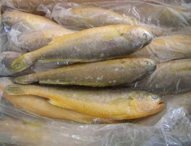 Healthy Frozen Yellow Croaker Fish Ocean Fresh Wild Catch Rich Protein Choice for Wholesale Seafood Suppliers - Image 2
