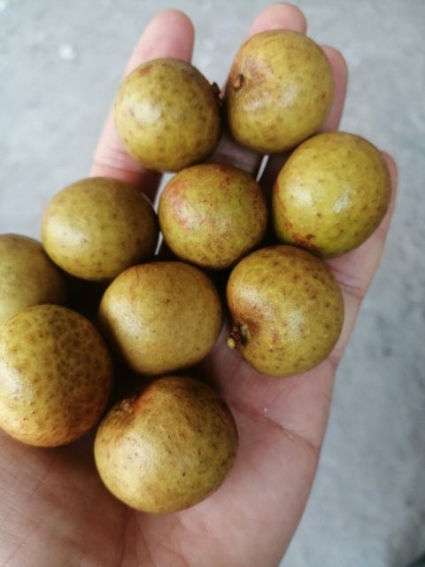 CUSTOMIZED BRAND LONGAN / BEST QUALITY FOR WHOLESALE / QUICK RESPONSE AND CHEAP PRICE EU QUALIFIED READY TO EXPORT - Image 5