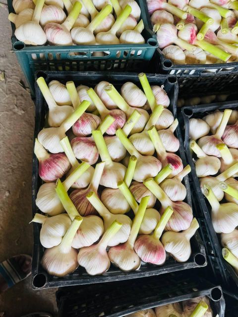 fresh garlic Shelf Life Long Delivery Worldwide Packaging Export-grade Texture Clean, Ready-to-use Form Fresh, Dried, Peeled, Frozen - Image 3