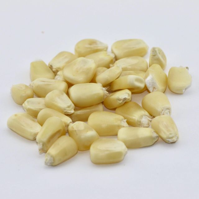 Wholesale Price White Corn High Quality White Maize Corn for Animal Feed Supplier - Image 3