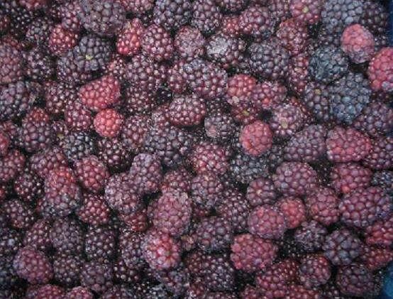 Hot Selling IQF Blackberry Frozen Blackberry Fruits Content no Address no Shape Round Style FROZEN Packaging Bulk Weight (kg) - Image 5