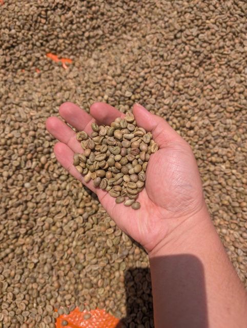 VIETNAM ROBUSTA COFFEE GRADE 1 S16 & S18 – product photo 3, product detail gallery
