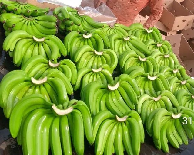 Wholesale Fresh Green Cavendish Banana Export Grade Bulk Supply - Image 2