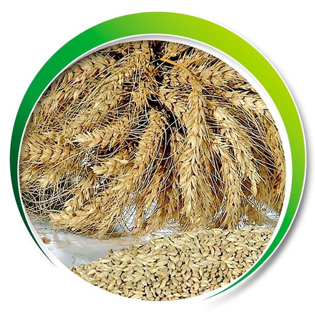 High Quality Barley Grain For Global Export Premium Barley Grain Packed Fresh And Ready For Wholesale Orders - Image 5