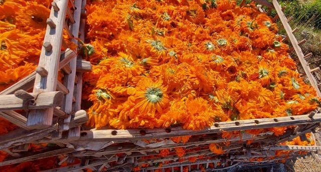 Dried Calendula Flowers – Premium Export Quality Origin Egypt Delivery Form Tea Bag, Tea Leaves Features Decaffeinated, Fair Trade, No Artificial Flavors, No Preservatives, Organic - Image 3
