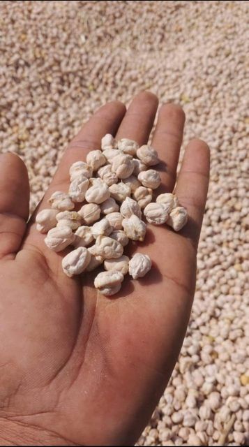 Chickpea Moisture Content ≤ 12% Size Variants 8mm, 9mm, 10mm, 11mm, 12mm Varieties Kabuli Chickpeas, Desi Chickpeas Quality Machine-cleaned, Dust-free, Uniform Size & - Image 1