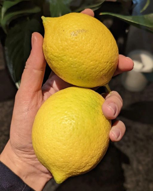 Eureka Lemon South African Fresh Premium Export Quality Citrus Bulk Supplier - Image 3