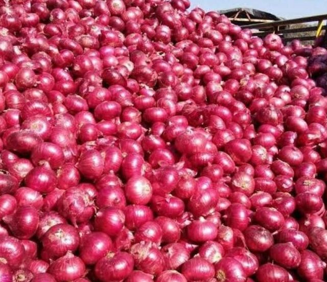 Premium Kenyan red onions, freshly harvested and carefully selected, sorted and graded for vibrant colour, crisp texture - Image 4