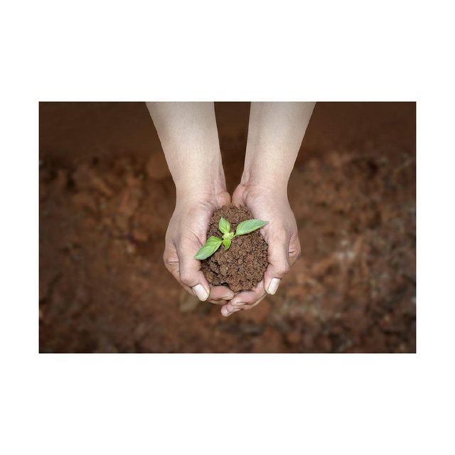 Bulk peat moss available for landscaping companies and horticulture use High quality peat moss - Image 3