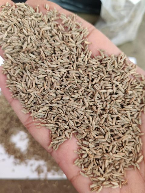 cumin seeds – product photo 5, product detail gallery