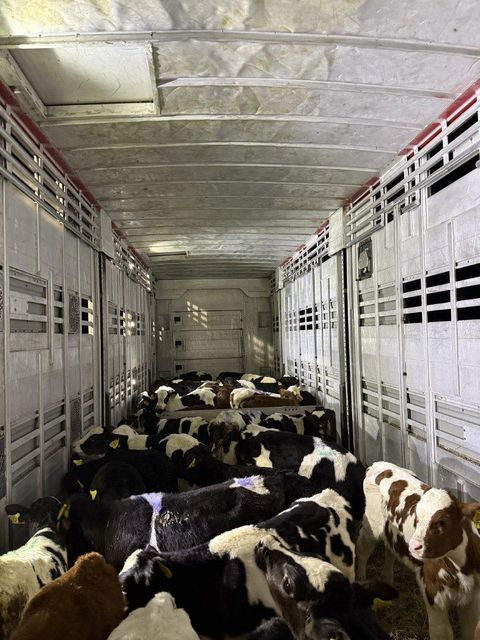 Live Calves, Dairy & Beef Breeds, From 14 Days Type Live Animals Quality Export Quality Place of Origin Latvia Weight (kg) 50 kg and - Image 5