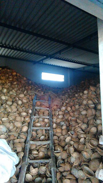 coconut shell half oval ice cream and bird feeder Organic Yes Origin India - Image 2