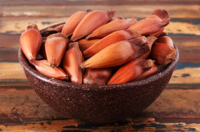 Brazilian Pine Nuts (Pinhão) - Origin from Southern Brazil - Image 3