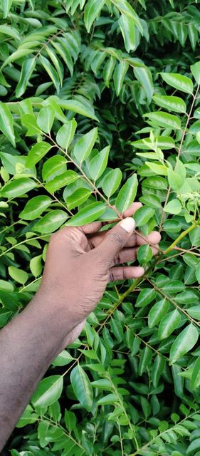 Fresh Curry Leaves - Image 2