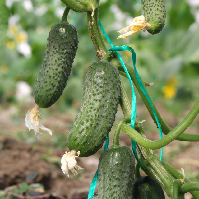 Fresh sorted Cucumbers - Image 1