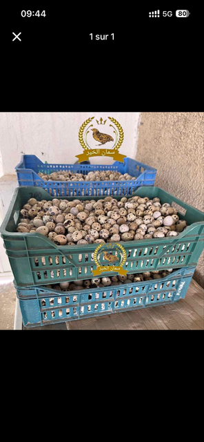 Quail Egg meat From Tunisia - Image 1