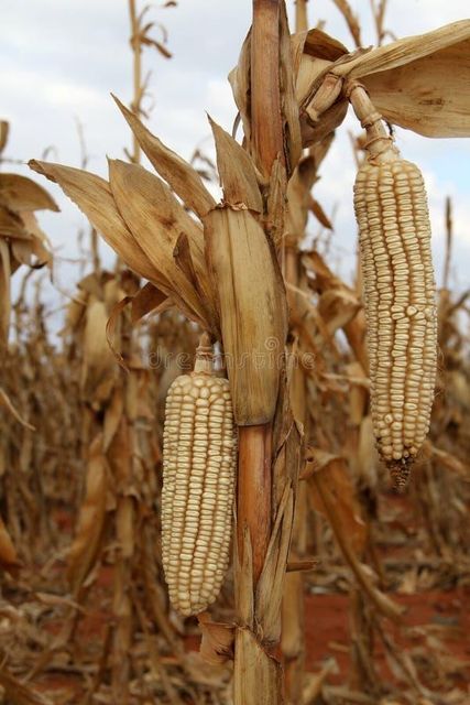 Dry corn - Image 3