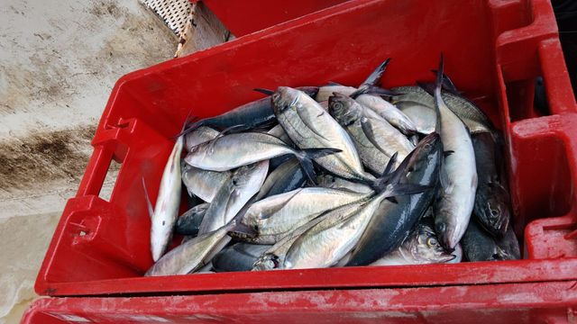 mackerel fish Length 20–35 Cm Origin South Africa Moisture Content ≤ 80% Moisture_content ≤ 80% Container Load Approx. 25 MT - Image 2