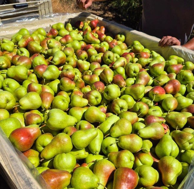 Quality Fresh Pears for sale Organic Yes Origin South Africa Harvest Condition At Peak Ripeness Harvest Timing Harvested At Peak Ripeness - Image 4