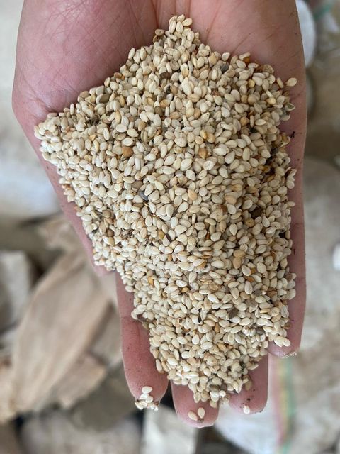 Sesame Seed Purity 99% Color White Type Humera Origin - Image 1
