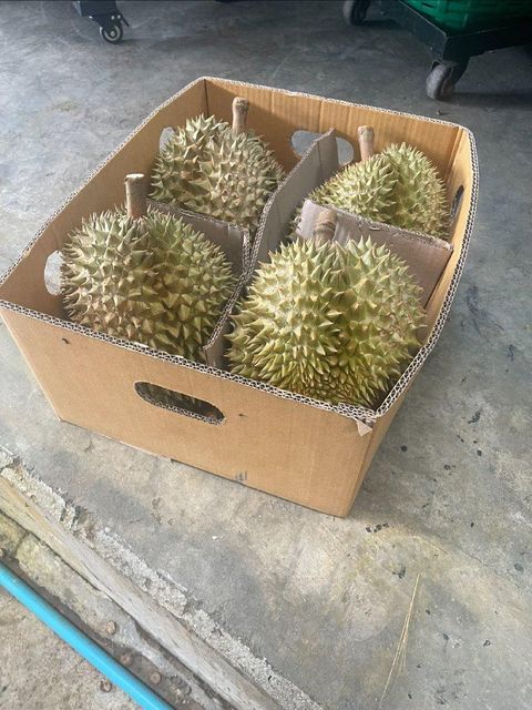 Fresh Whole Grade AB Monthong Durian (Available as whole or as unshelled) from Thailand - Image 4