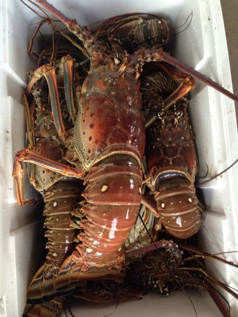 Frozen Whole Lobster Fresh Seafood For Restaurants Food Service And Wholesale Buyers With Excellent Taste - Image 2