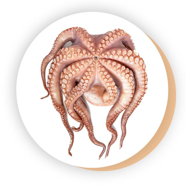 Frozen Fresh Octopus Premium Seafood Selection With Tender Texture And High Protein Content For International Buyers - Image 4