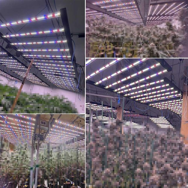 SLTMAKS 4x6Ft 1000W Led Grow Lights with Samsung Leds and Sosen Driver, PPE 2.9 μmol/J - Image 4