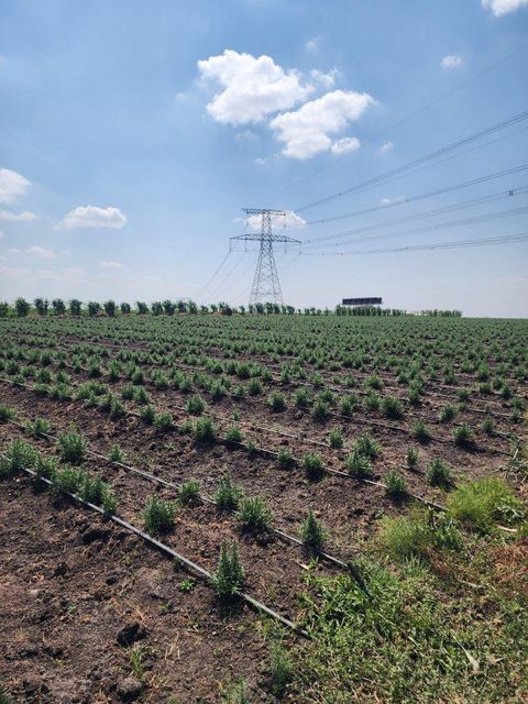 Quality Fresh Herbs. global GAP certified - Image 1