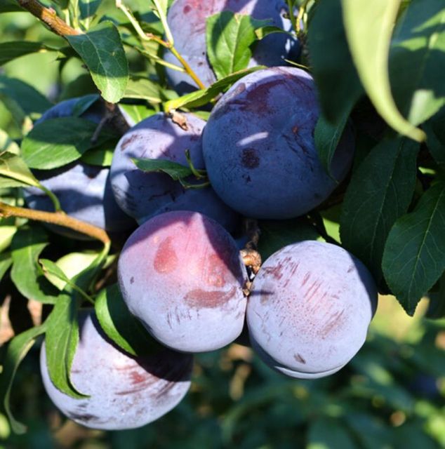 Fresh Plums Select Harvest Fruit For Global Distribution Providing Natural Sweetness Vibrant Color And Quality Care - Image 3