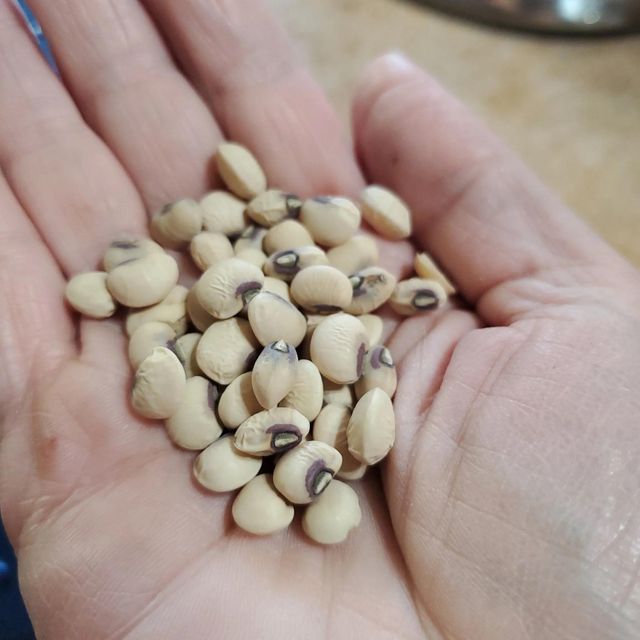 Farm Harvested Black Eyed Peas Bulk Quantity For Grain Traders And Healthy Protein Rich Black Eyed Peas For Global Buyers - Image 1