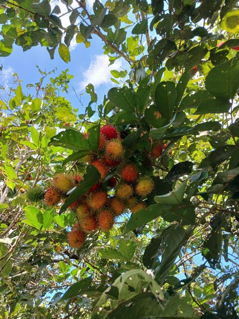 Rambutan Klotok Season October – January Fruit Size 4–6 Cm Per Fruit Condition Fresh (not Dried) Flavor Naturally Sweet And - Image 2