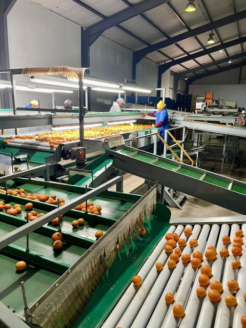 FRESH NOVA MANDARINS FOR SALE!! CLASS 1 EXPORT QUALITY FRESH NOVA MANDARINS FOR EXPORT – product photo 5, product detail gallery