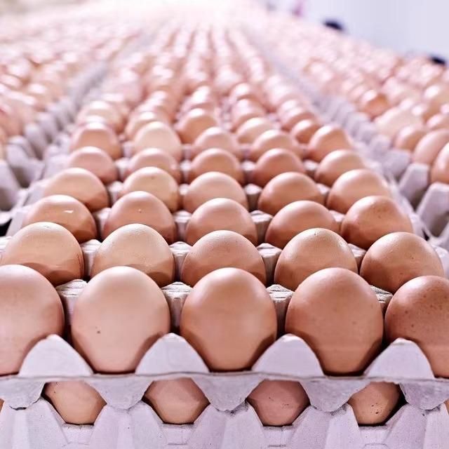 Fresh Ross 308 Hatching Eggs Wholesale Price Strong Fertility Clean Shell Premium Selection For Poultry Farming Success - Image 4
