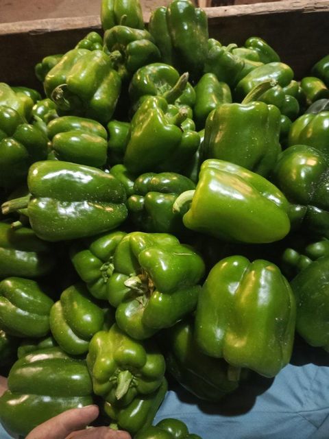 Fresh Capsicum 🫑🫑 40KG -6000PKR - Image 1