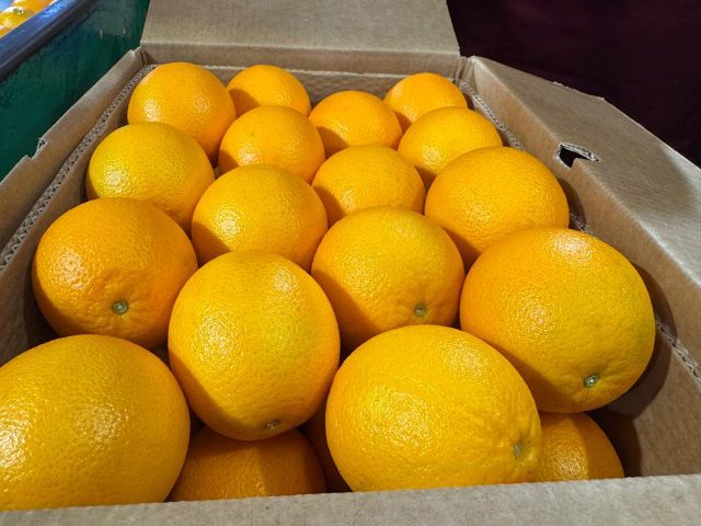 FRESH VALENCIA ORANGES FOR SALE!! CLASS 1 EXPORT QUALITY VALENCIA ORANGES FOR EXPORT – product photo 5, product detail gallery