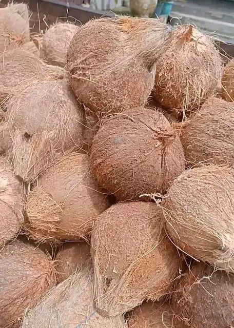 Semi Husk Coconut - Image 2