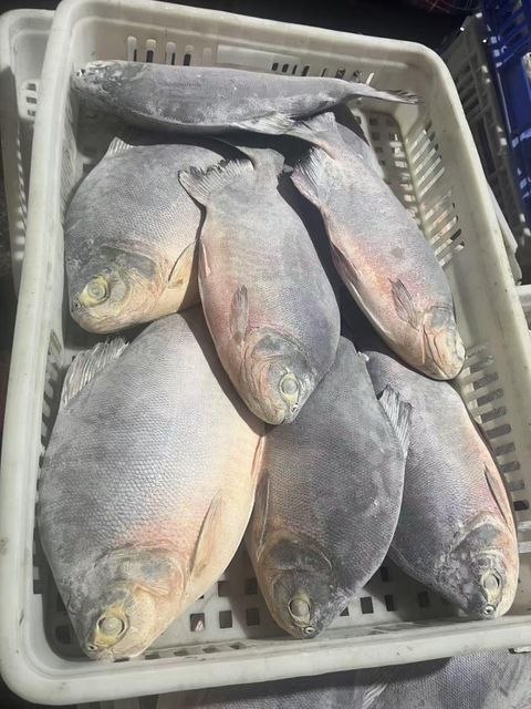 IQF frozen Red Pacu - Image 2