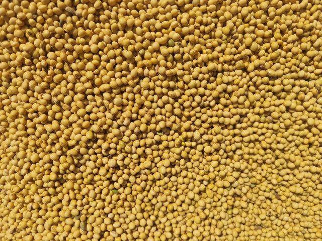 Soybean Maximum Drying Process Soybean Purity: 99% Delivery Processing Type: Machine Cleaned Natural Moisture Content Less Than 10% Time To Pol: 1 Week to Pol - Image 3