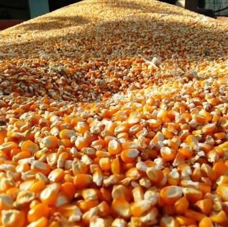 DRY WHITE AND YELLOW CORN - Image 2