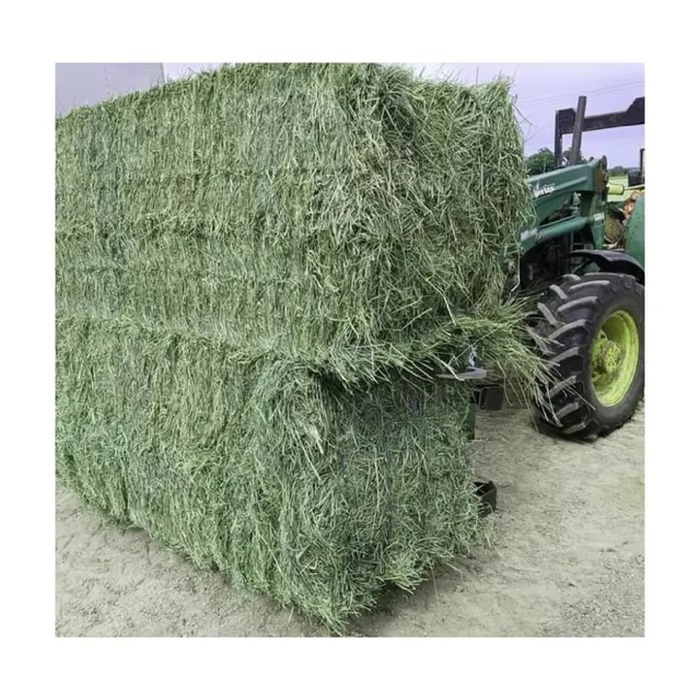 Export Quality Timothy Hay Clean Dry Long Fiber Grass For Healthy Animal Feeding Programs - Image 3