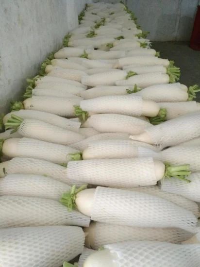 New Crop Fresh White Radish From China - Image 1