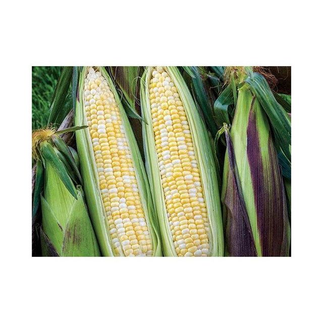 organic corn kernels for making corn flour tortillas popcorn and baking natural whole corn grains packed with fiber nutrients and carbohydrates perfect for healthy recipes and daily cooking - Image 3