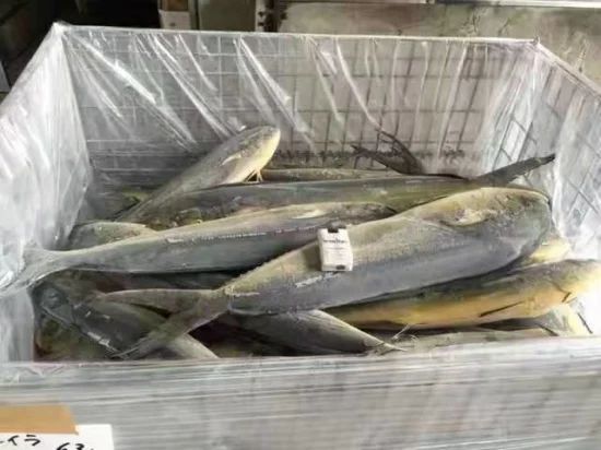 High Quality Frozen Fish Mahi Mahi From Japan MOQ 1*40FCL Style Whole Processing BQF Feature Nature HS Code 03034300 Trademark - Image 2