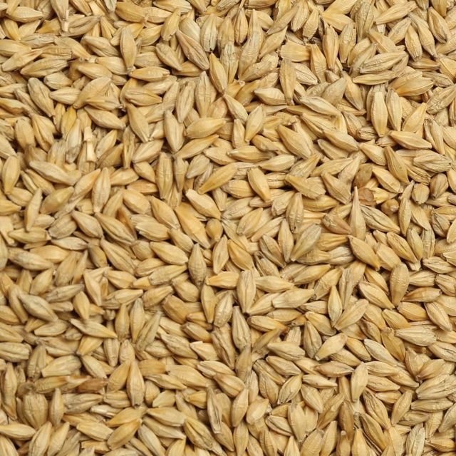 Premium Export Barley Grain High Nutritional Content Clean Processed Bulk Supply For Buyers – product photo 1, product detail gallery