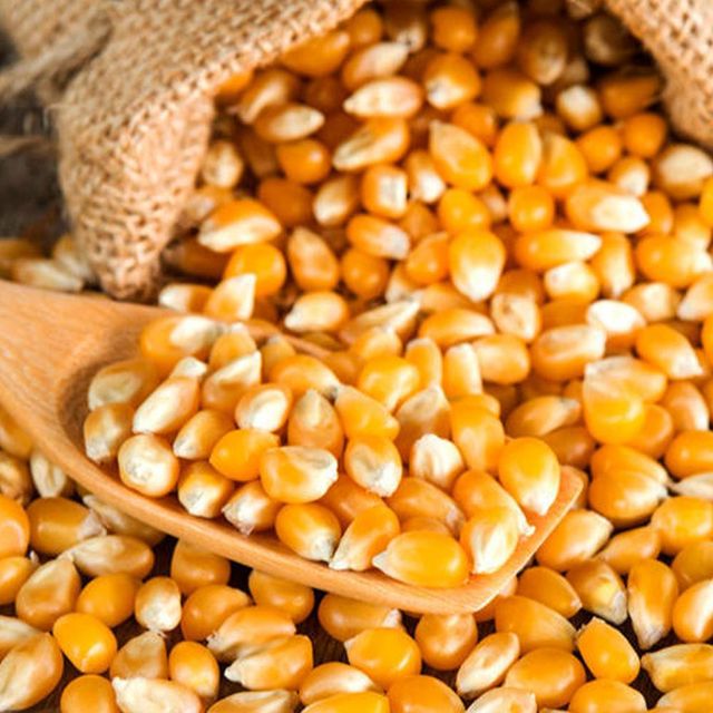 Premium Dried Yellow Corn With Nutritional Value Yellow Corn Ideal For Processing And Wholesale Distribution - Image 3
