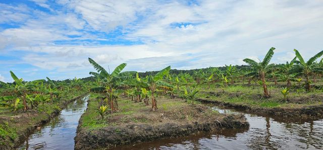 Plantain - Image 1