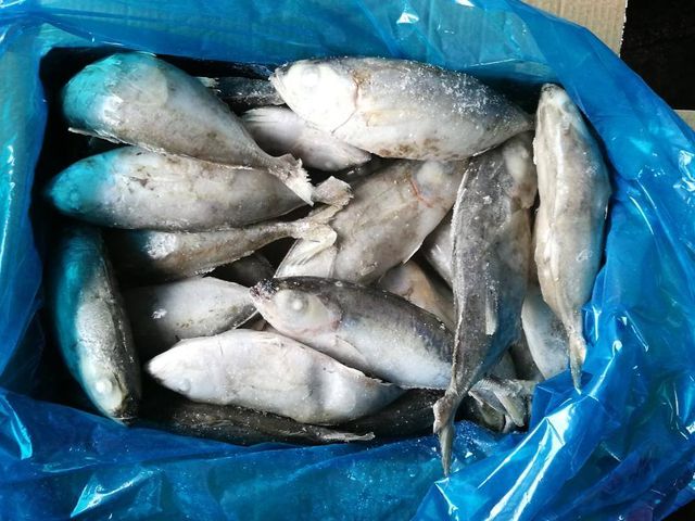 BIG EYE SCAD FOR HIGH QUANTITY WHOLESALE Ph Value Na Style Frozen Content Fish Additives Na Variety Bigeye Weight - Image 5