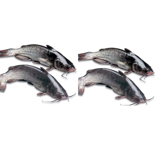 Frozen Catfish Vacuum Packed Frozen Seafood Selection For Reliable Export Supply And International Buyers - Image 2